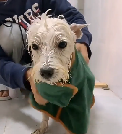 Pet Comfort Bath Wrap GidgetBox
