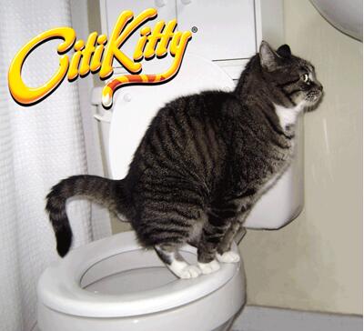 Feline Potty Training System GidgetBox